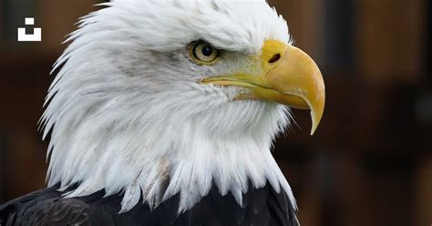 A bald eagle with yellow beak photo – Free Beak Image on Unsplash