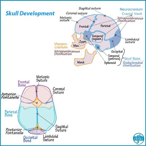 https://drawittoknowit.com/course/embryology/glossary/developmental ...