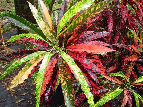 Croton Pie Crust. | Croton plants, Croton plant, Florida plants