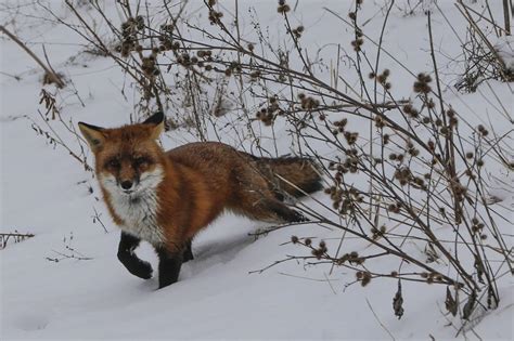 Rabid fox attack in NY state park leads to $457K award to camper