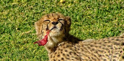 What Do Baby Cheetahs Eat? A Fascinating Look At Their Diet