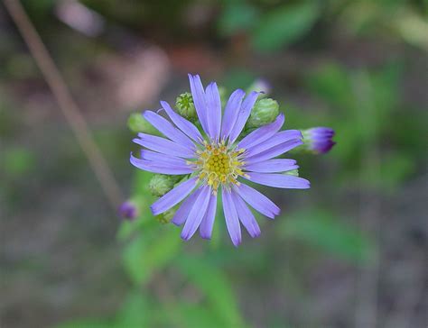 Symphyotrichum laeve - Alchetron, The Free Social Encyclopedia