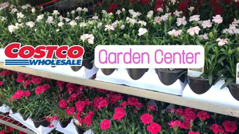 Costco Garden Center Is Open | Shop With Me - YouTube