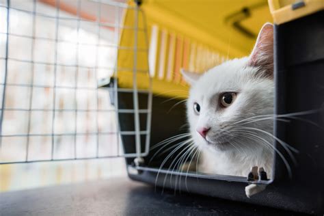 The 6 Best Pet Transportation Services of 2021