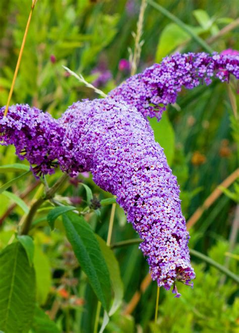 Butterfly Bush Flowers Lilac Free Stock Photo - Public Domain Pictures