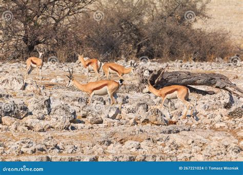 Springbok in Natural Habitat in Etosha National Park in Namibia Stock Photo - Image of ecosystem ...