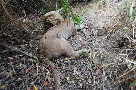 California Mountain Lion Attacks Shed Hunters, Killing One | Outdoor Life