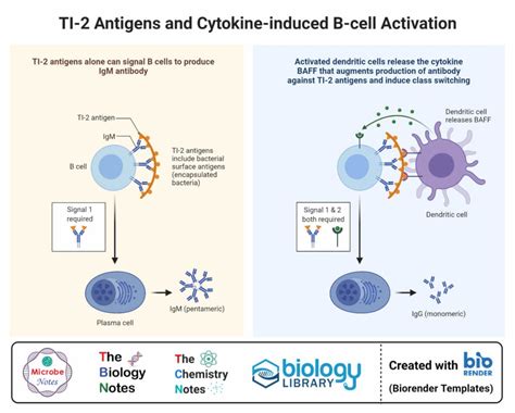 B cell (B lymphocyte)- Definition, Types, Development, Applications