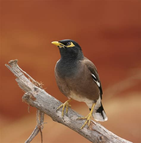 cropped-mynah-bird-2.jpg – Mynah Exploration Inc.