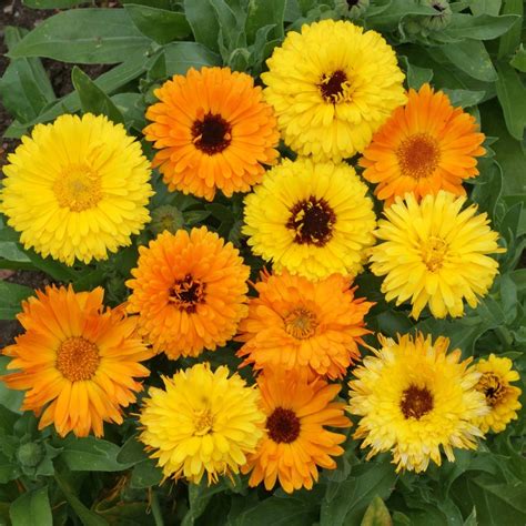 Calendula Flower – Poppy's Wildcraft, LLC