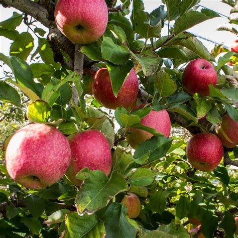 Pink Lady® Apple Tree – Grow Your Own Pink Lady Apples - PlantingTree