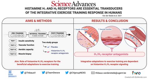 Histamine-suppressing drugs found to reduce benefits of exercise