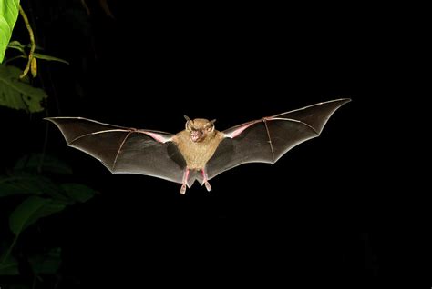 Jamaican Or Mexican Fruit Bat Flying Photograph by Ivan Kuzmin - Fine ...