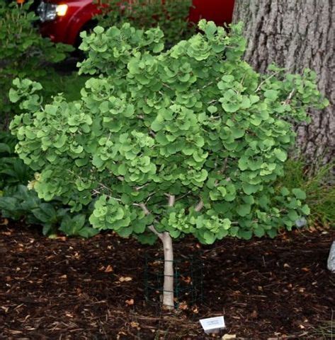 9 Dwarf Trees for Landscaping ideas | dwarf trees, dwarf trees for ...