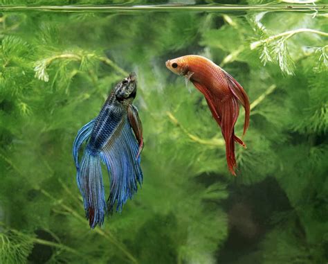 Can Two Female Betta Fish Live Together? Betta Gender Compatibility