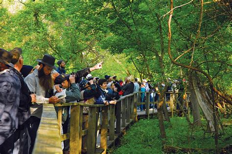 Go Birding at Magee Marsh