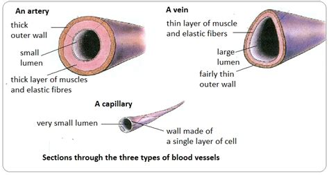 What are the three distinct types of blood vessels? Describe each in few sentences. | Socratic