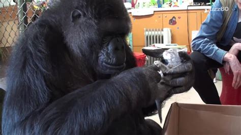 Watch Koko the famous signing gorilla go ape for her new kittens