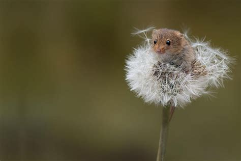 African Pygmy Mouse