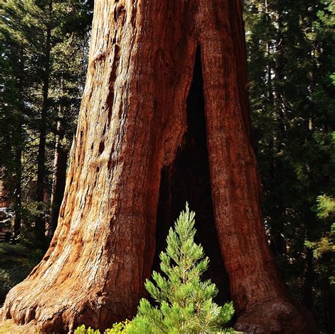 Sequoia Tree Giant Trunk - Free photo on Pixabay - Pixabay