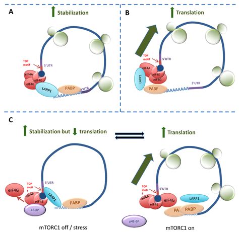 Biomolecules | Special Issue : RNA-Binding Proteins—Structure, Function, Networks and Disease