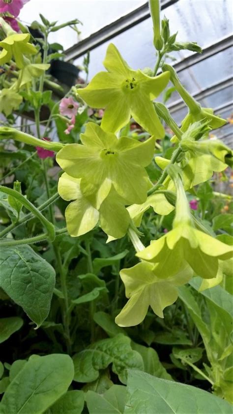 Nicotiana alata ‘Lime Green’