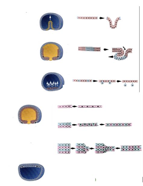 Movements in gastrulation Diagram | Quizlet