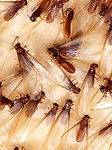 Do Termites Have Wings? | Termite Control | Orkin