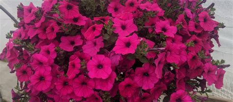 Wave Petunias | How to Grow & Care For Spreading Wave Petunias