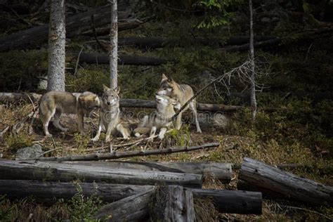 Life in the Pack of Wolves. Stock Image - Image of closeup, food: 108263227