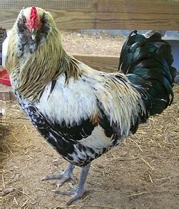 Easter Egger - Chicken Wiki