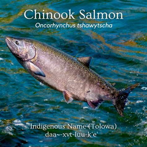 Creature Feature: Chinook Salmon | NEC