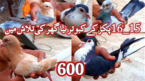 15_16 Pigeons ForSale | Kabutar Bazi | Pigeons Videos | Kabootar ...