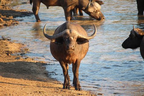 Water Buffalo: 11 Facts About Vietnam's National Animal