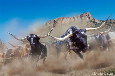 Picture of Stampeding Longhorn Cattle Coming Right At You! | Longhorn cattle, Cattle, Bull cow