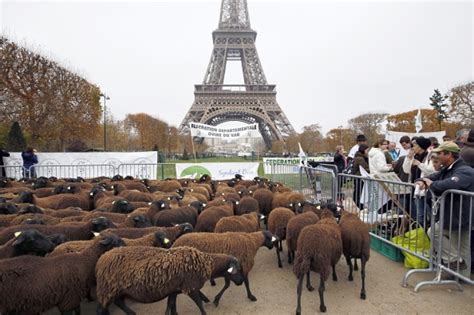 Farmer and 300 Sheep Flock to Eiffel Tower to Protest Against Wolf Attacks