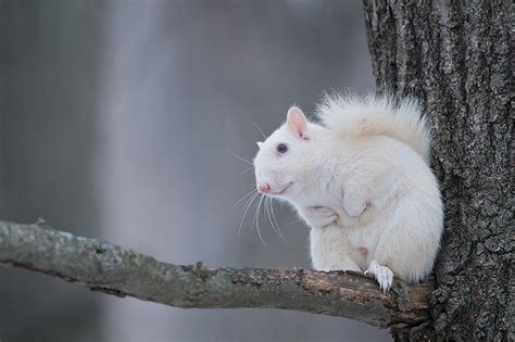 White Squirrel | Sean Crane Photography