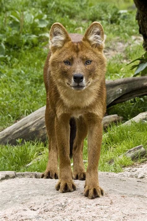 The Dhole ( Cuon alpinus