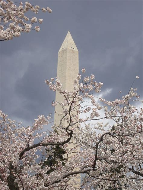 Washington Monument and Cherry Blossoms, Washington, DC Washington ...