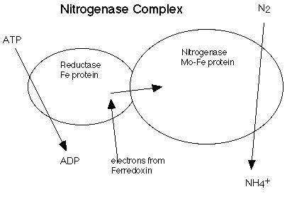 Nitrogen