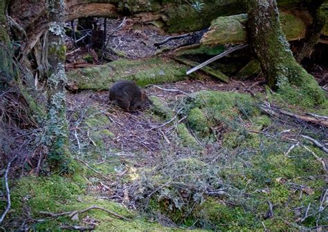 Tasmanian Pademelon