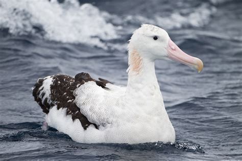 Albatross | Wild Life World