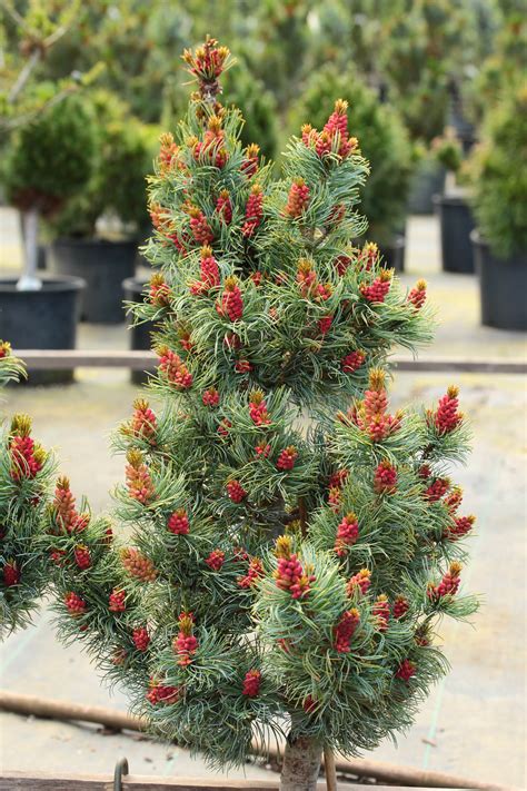 Pinus parviflora 'Bergman' Japanese White Pine | Conifer Kingdom