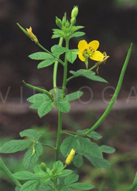 Cleome viscosa ~ Everything You Need to Know with Photos | Videos