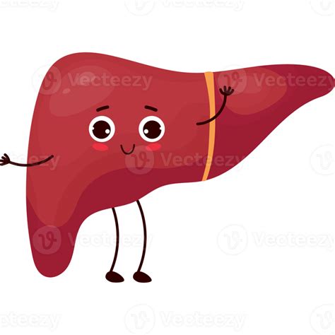 happy cartoon liver 23254397 PNG