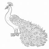 Peacock Coloring Page  Pages Mimi Panda sketch template