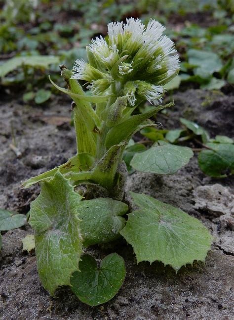 Petasites albus, White Butterbur