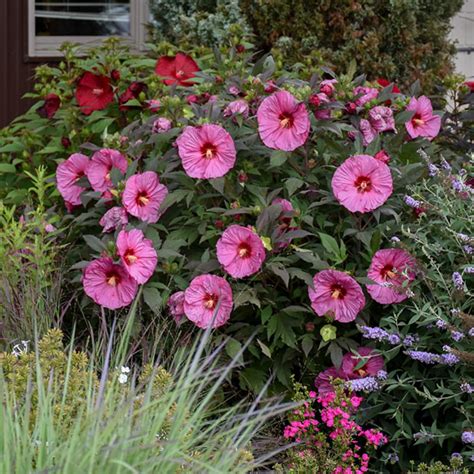 Hibiskus bagienny Royal Gems 'Hibiscus moscheutos' - Twoje Ogrody