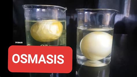 OSMOSIS EXPERIMENT WITH RAW EGGS - YouTube