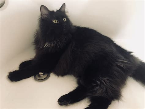 Pin by Monica on Cats | Fluffy black cat, Long haired cats, Black cat aesthetic